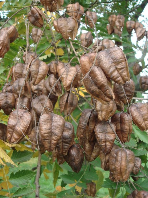 Koelreuteria paniculata fruit